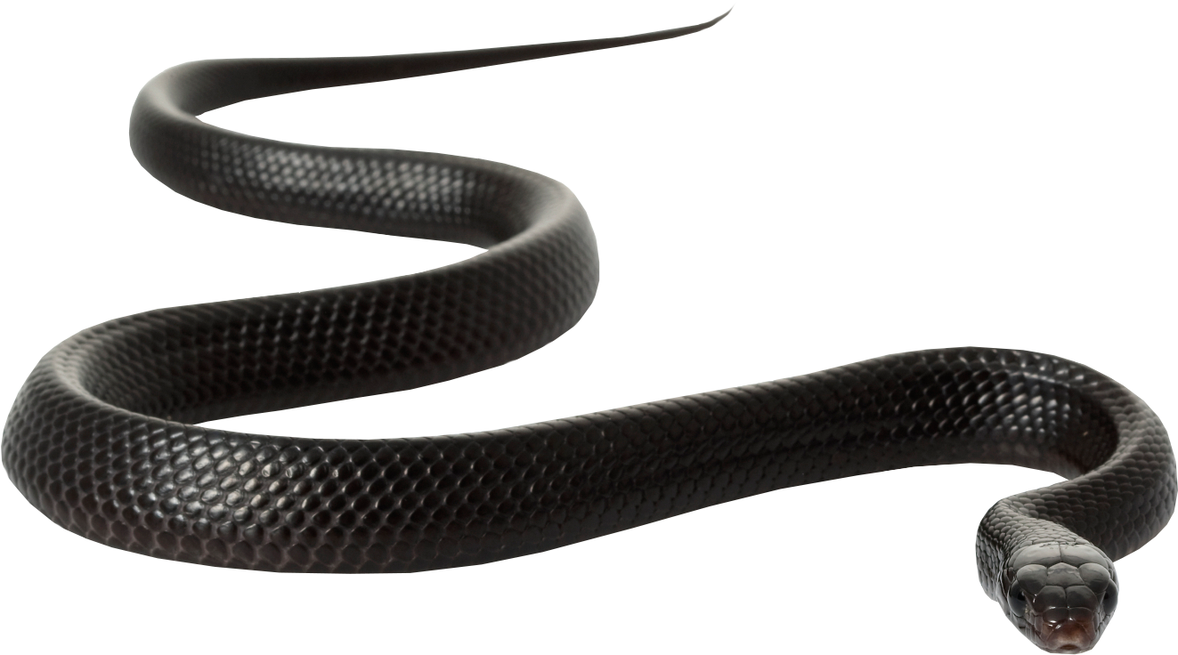 Black Rat Clip Art Snakes Transprent Png - Black Mamba Snake White Backgrou...