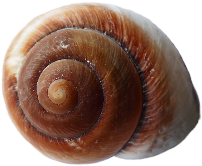 Concha Do Mar Preta Clipart (960x640), Png Download