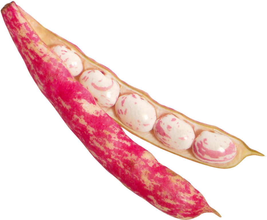 Beans Png Image - Cranberry Beans Png Clipart (1024x768), Png Download