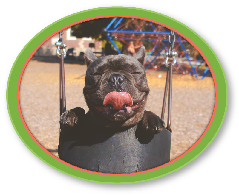 Pug - Dog Clipart (800x655), Png Download