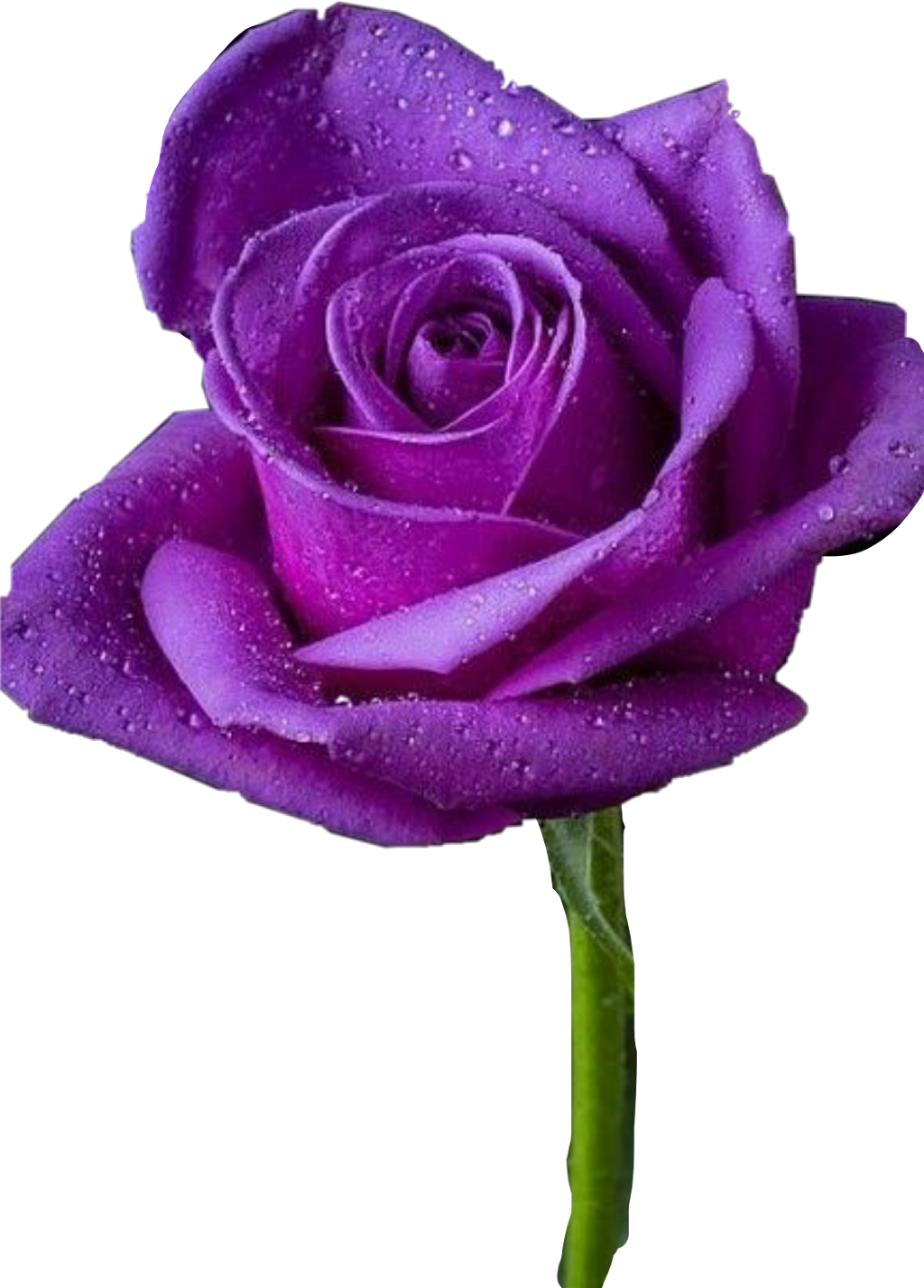 Report Abuse - Rosas Bonitas De Todos Los Colores Clipart (1024x1427), Png Download