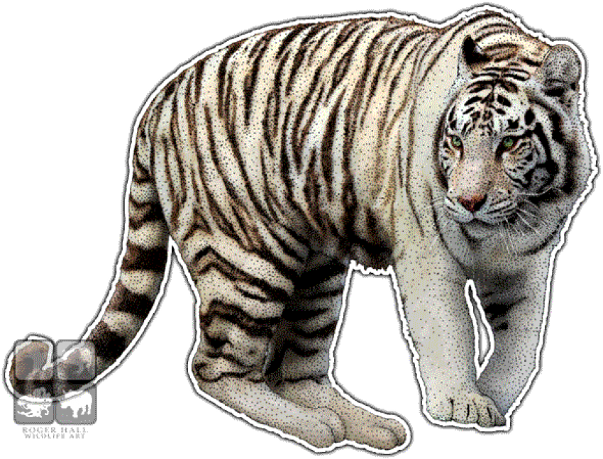 Free Png Download White Tiger Wall Clock Png Images - Transparent White Tiger Clipart (850x647), Png Download