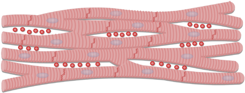 Unlabelled Image Of The Cardiac Muscle Cells - Cardiac Muscle Tissue Cell Clipart (770x406), Png Download