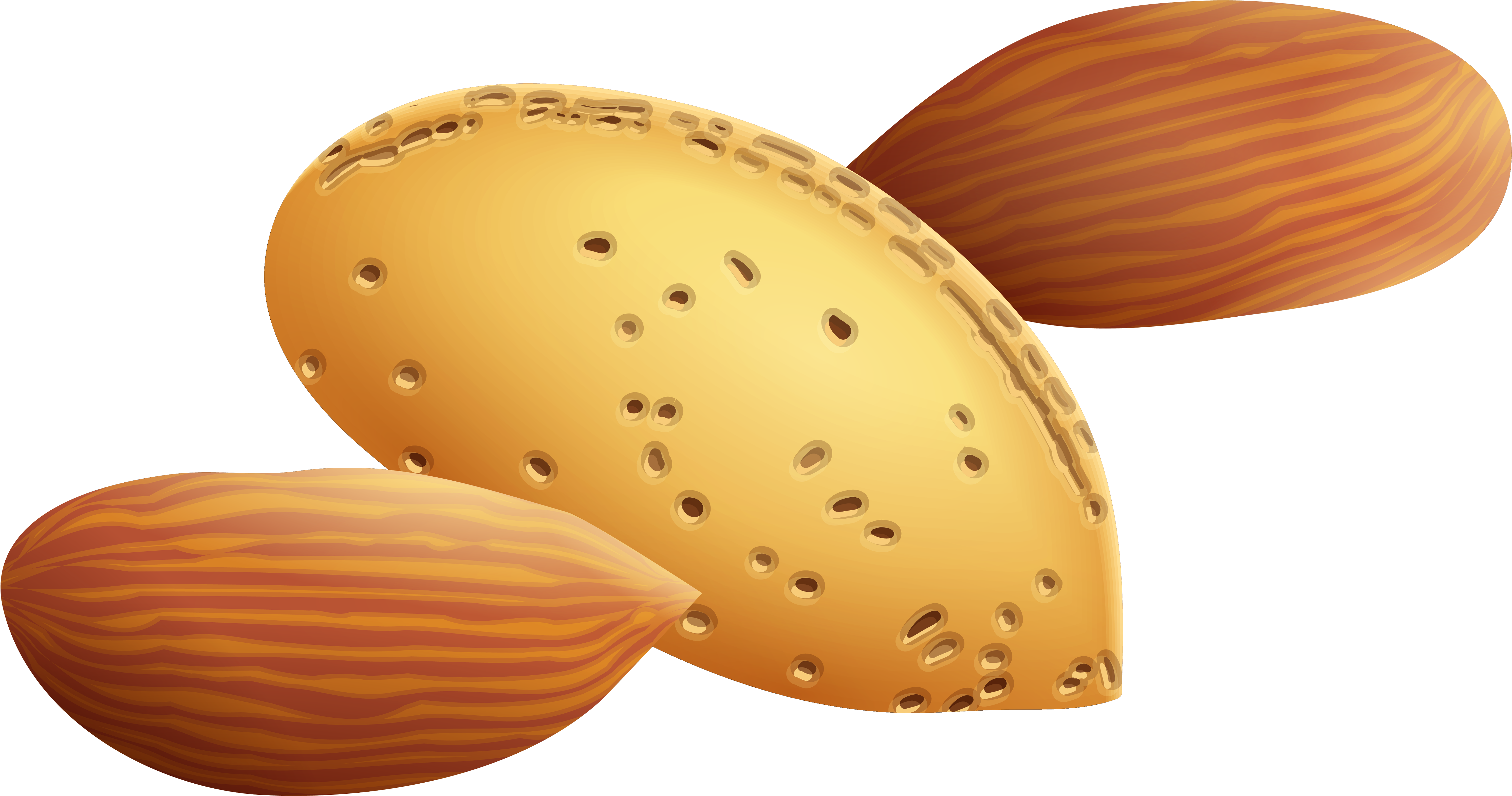 Almonds Png Clipart Picture - Almonds Clipart Png Transparent Png (6348x3518), Png Download