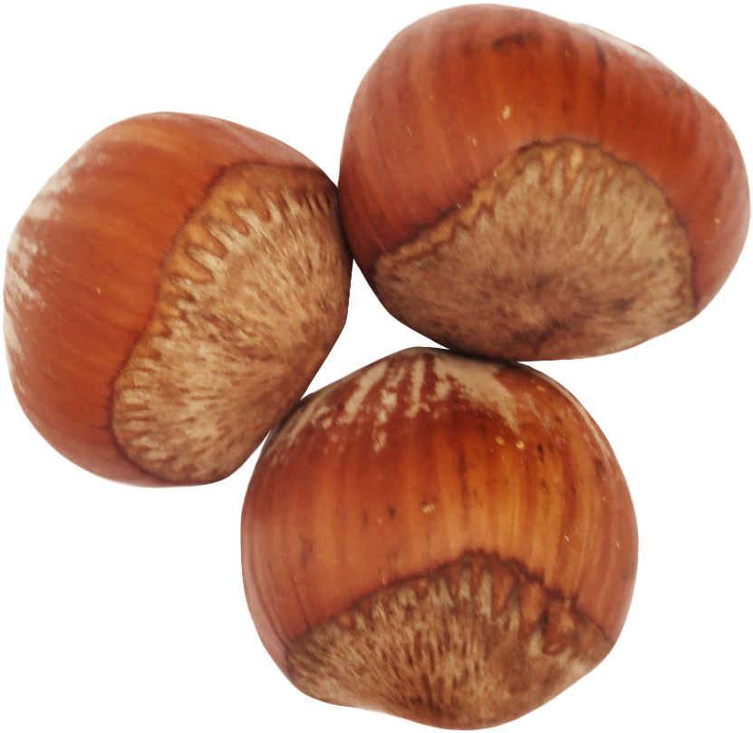 Hazelnut Png Clipart (912x884), Png Download