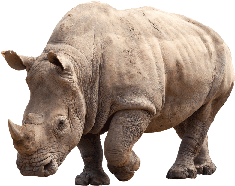 Paws 4 Africa Rhino - Black Rhinoceros Clipart (783x619), Png Download