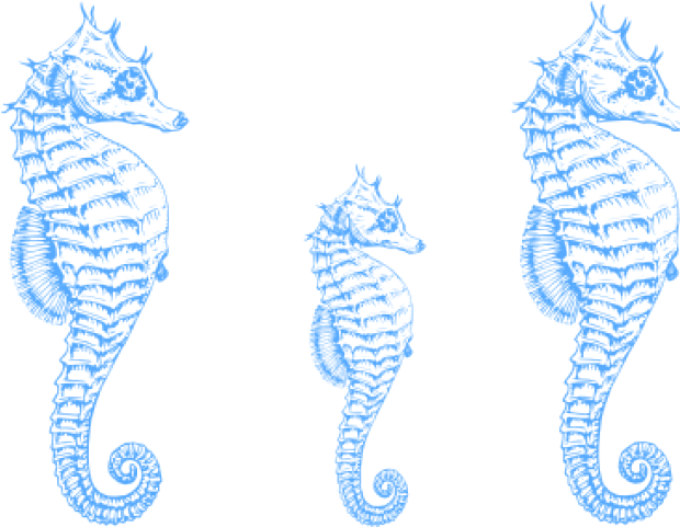 Turquoise Seahorse Clipart - Png Download (640x480), Png Download