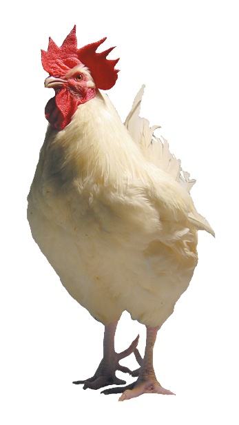 Malvoisine Coloured Rooster - Rooster White Png Clipart (500x626), Png Download