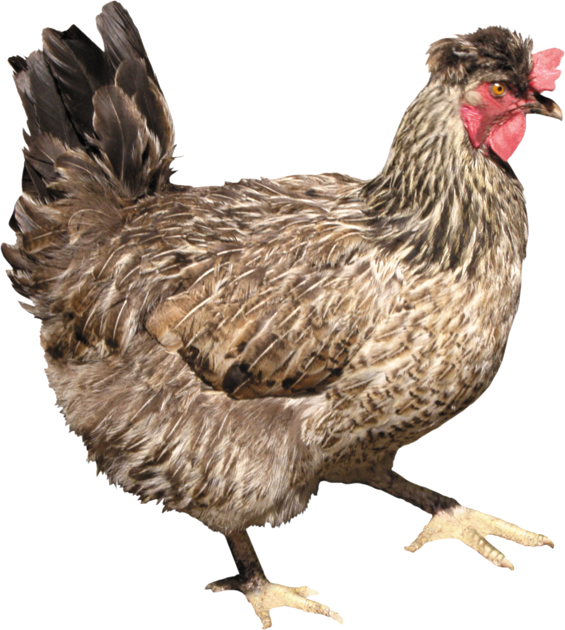 Chicken Png Image - Png Chicken Clipart (1849x2061), Png Download