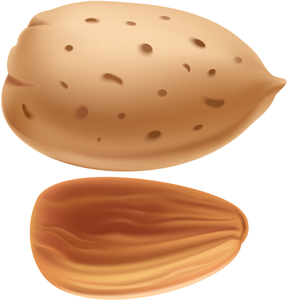 Almond Png Images Free Download Ⓒ - Almond Clipart Png Transparent Png (571x600), Png Download