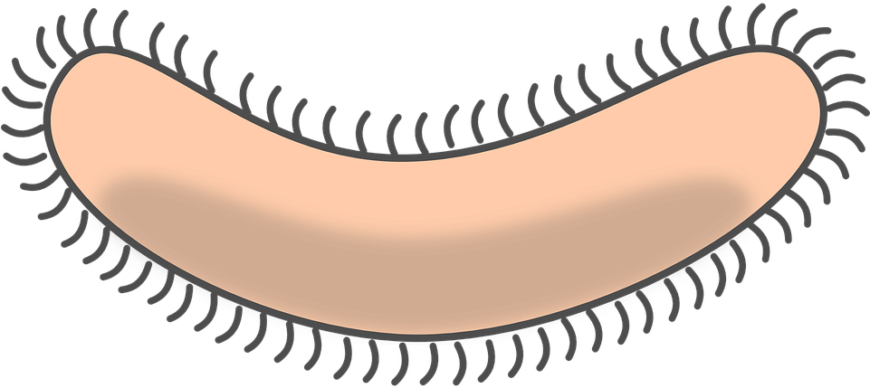 Bacteria Clipart Transparent Background - Bacterium Clipart - Png Download (961x429), Png Download