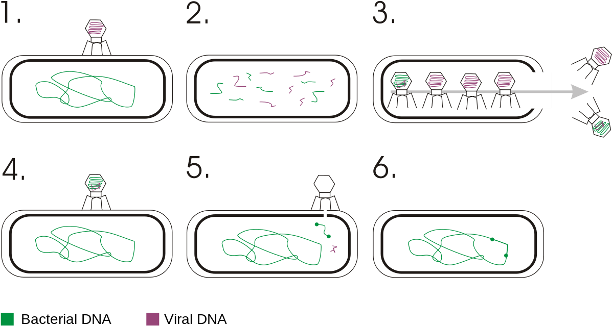 A Phage Infects A Bacterium With Its Genome And Some - Genetic Transduction In Bacteria Clipart (1258x709), Png Download