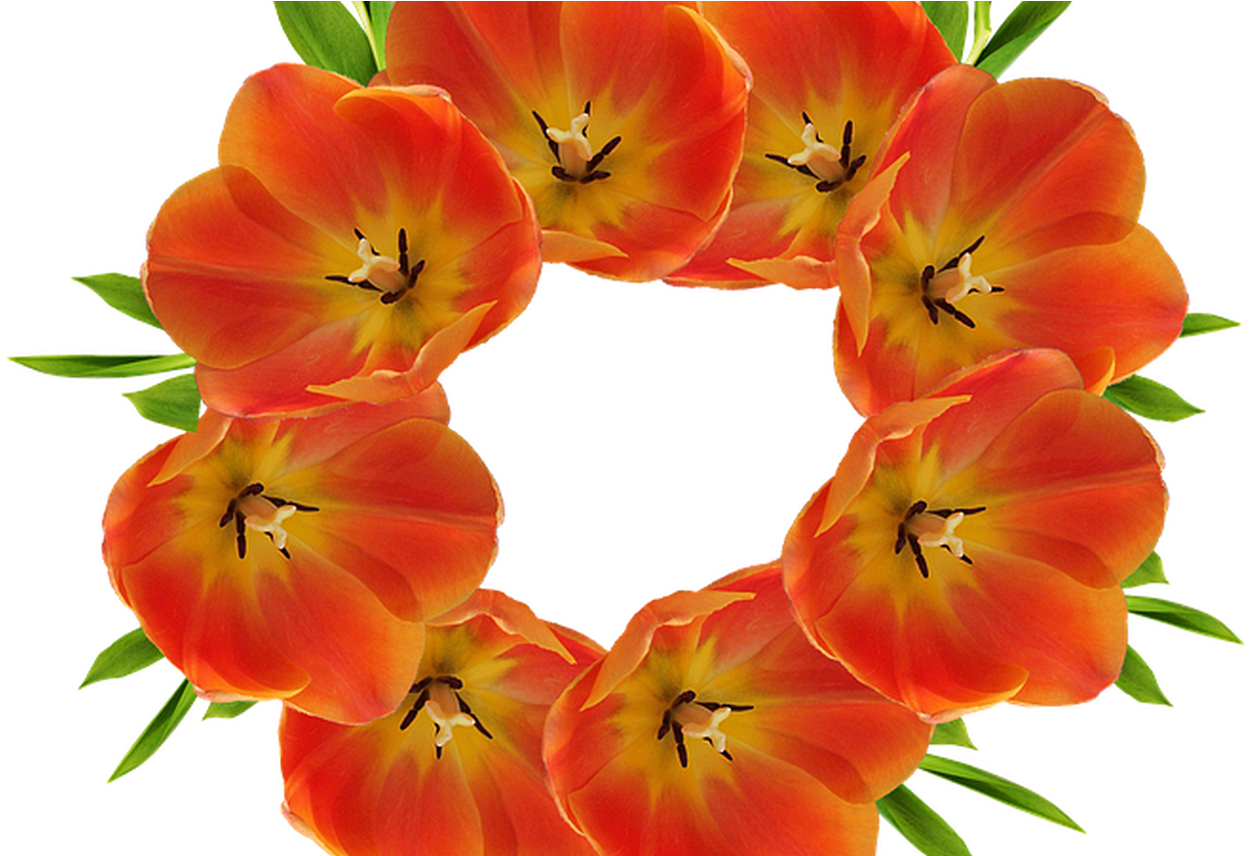 Crown Flowers Flower Free Image On Pixabay - Portable Network Graphics Clipart (1368x855), Png Download