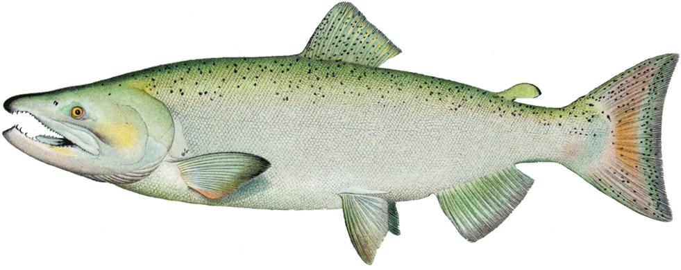 Chinook-salmon - Ivory King Salmon Clipart (1000x406), Png Download