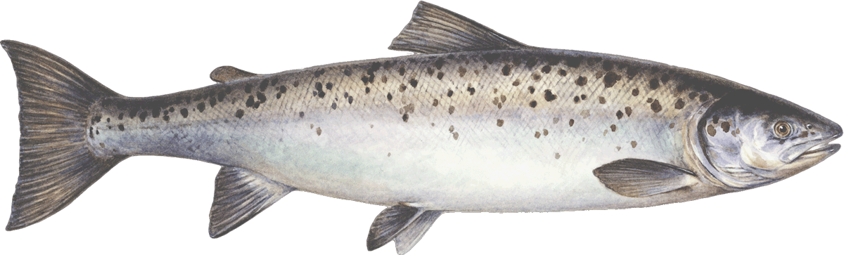 Farmed Salmon - Coastal Cutthroat Trout Clipart (1200x363), Png Download