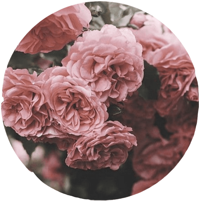 Aesthetic Roses Tumblr Overlay Circle Cute Pink Interes - Dusty Rose Flower Background Clipart (649x655), Png Download