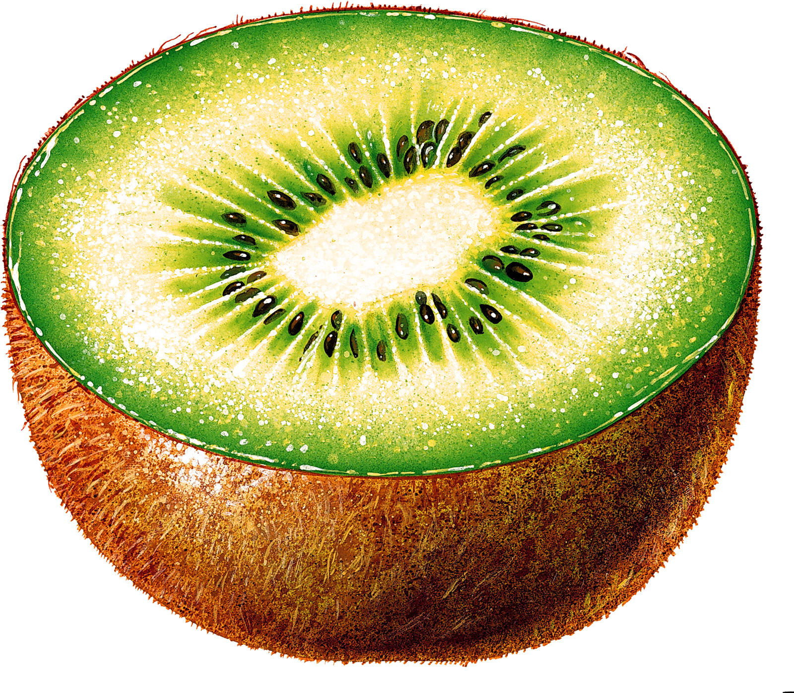 Kiwi - Kiwi Cut In Half Clipart (1600x1397), Png Download