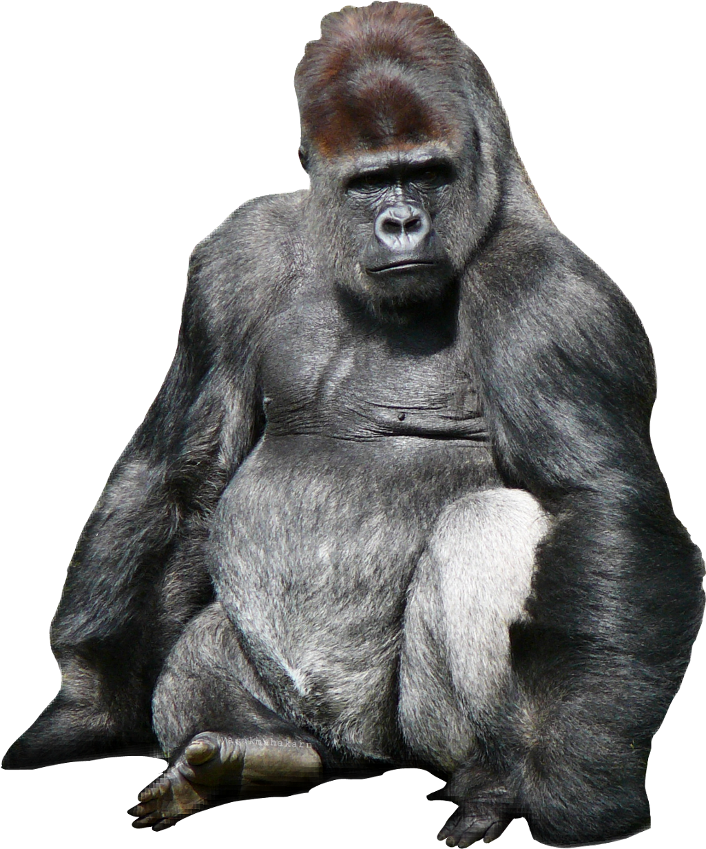 Ftesticker Sticker - Mountain Gorilla Clipart (1024x1247), Png Download