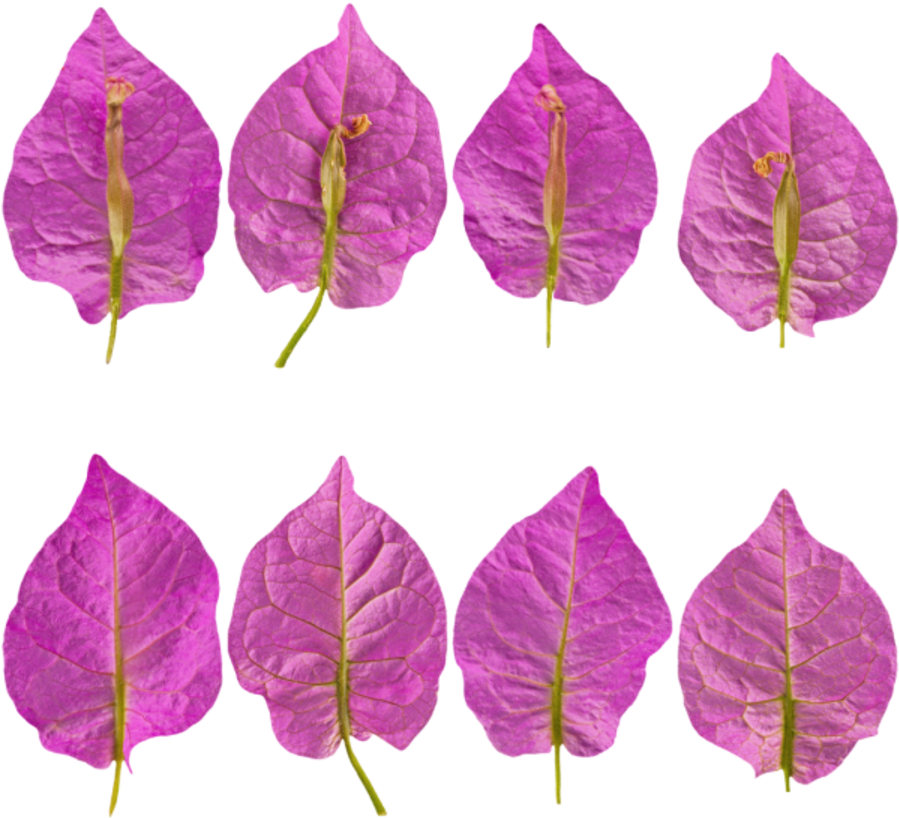 Flower Petals Purple - Perilla Clipart (900x900), Png Download