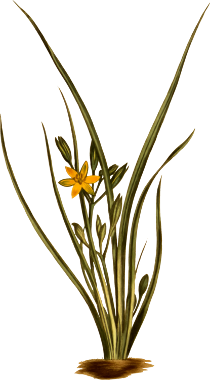 Yellow Star Grass Grasses Flowering Plant Plant Stem - Hypoxis Hirsuta Clipart (415x750), Png Download