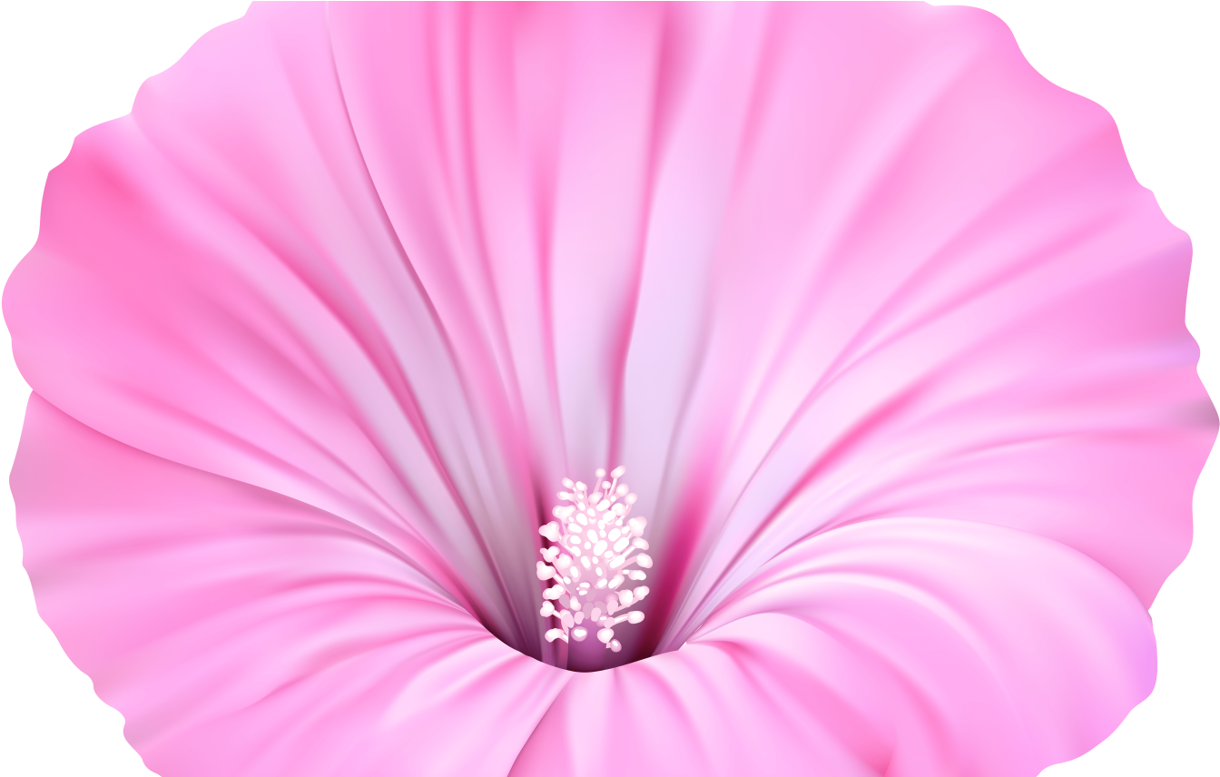 Hawaiian Flower Clip Art Bordor Transparent Background - Clip Art - Png Download (1368x855), Png Download