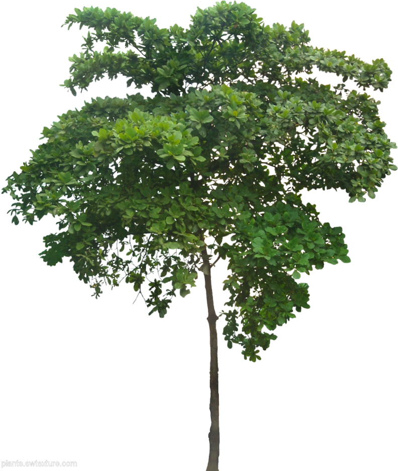 Plant Images, Plant Pictures, Arbre Png, Tree Render, - Small Tree Png Clipart (797x938), Png Download