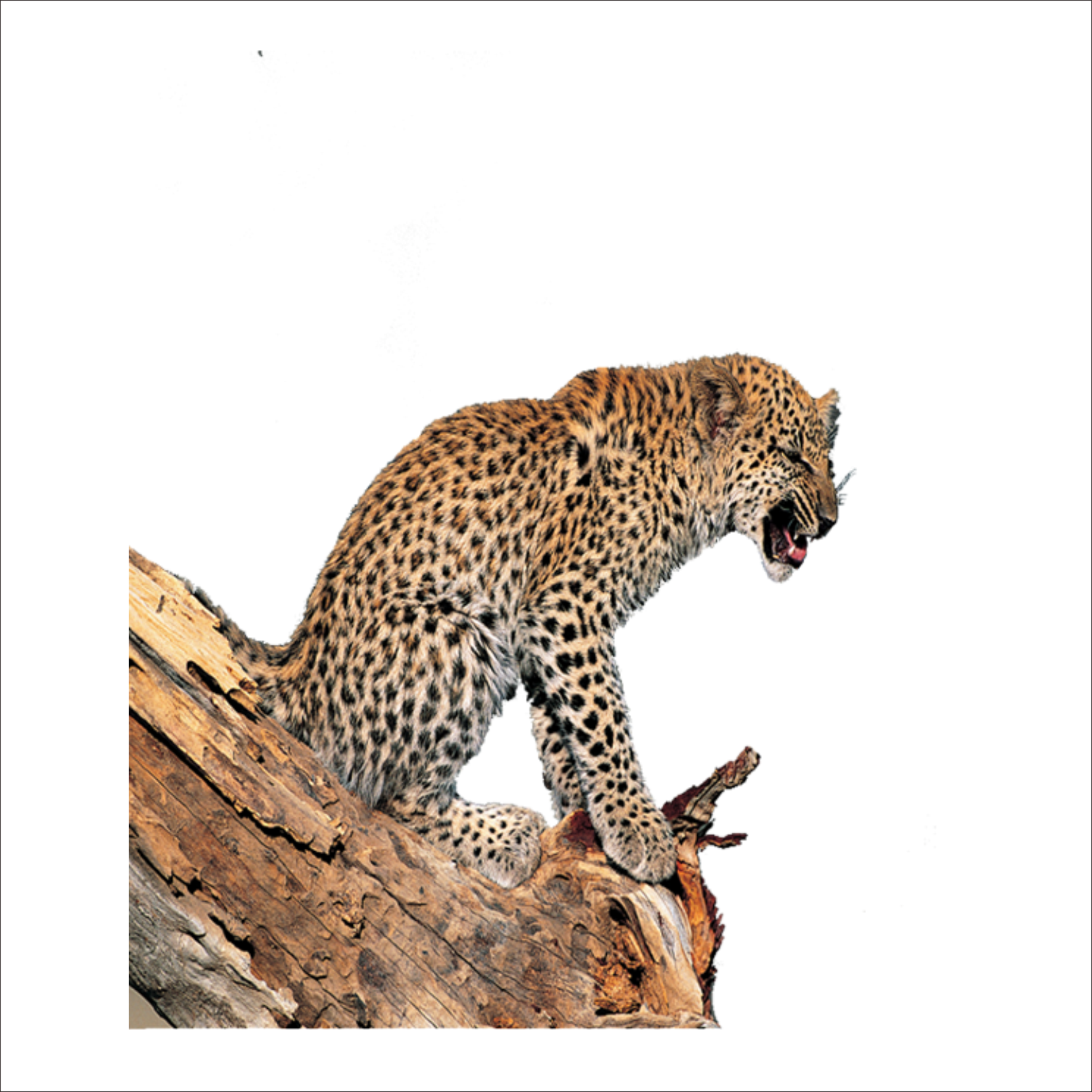 Leopard Tiger Lion Jaguar - 豹子 Clipart (1773x1773), Png Download