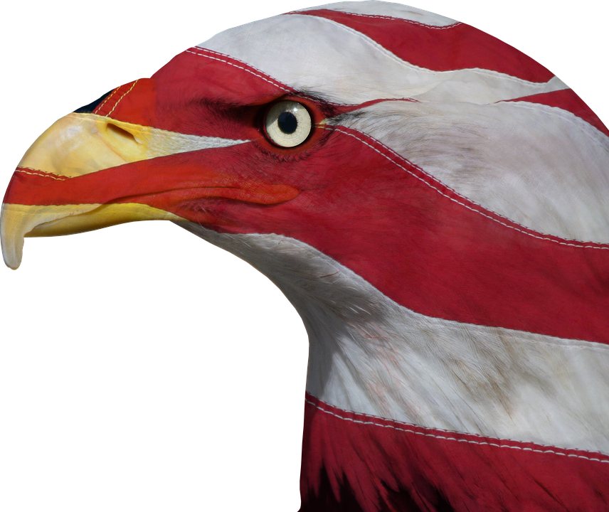 Usa, United States, Freedom, Bald Eagle, Patriotic - Hornbill Clipart (856x720), Png Download