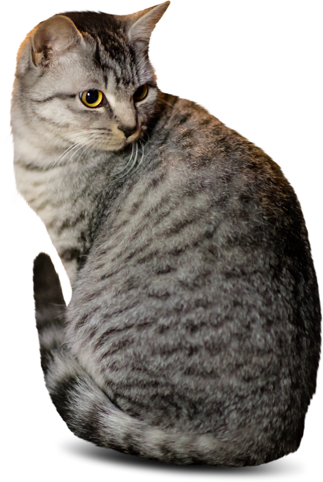 Cat Cutout Clipart (1290x1600), Png Download
