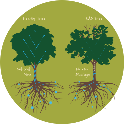Thinning Of The Tree's Crown - Tree Silhouette Clipart (650x550), Png Download