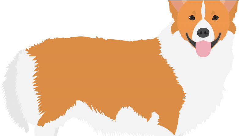 Queen's Corgi Off 'at Risk' List For First Time In - Pembroke Welsh Corgi Clipart (800x445), Png Download
