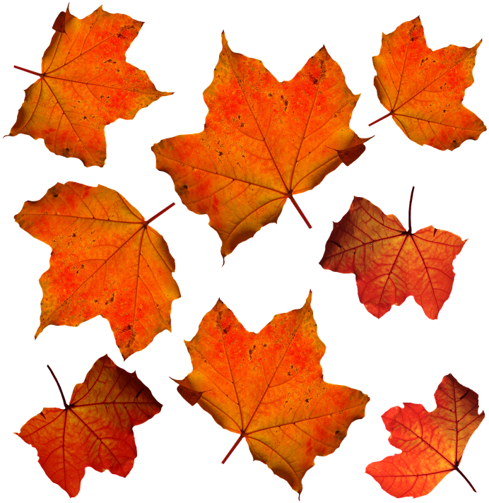 Orange Leaves Clipart (720x720), Png Download