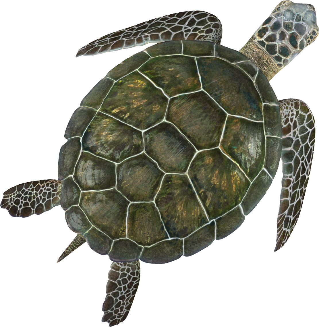 Turtle Png - Turtle With No Background Clipart (1111x1139), Png Download