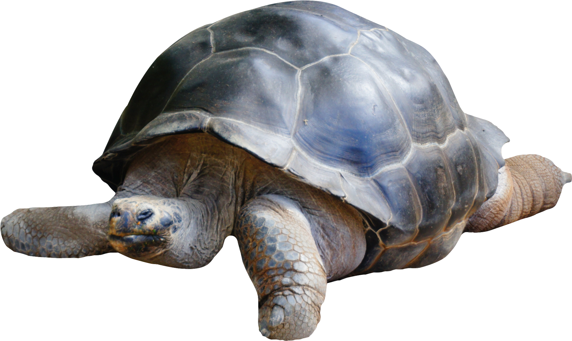 Tortoise, Turtle, Clip Art, Tortoise Turtle, Tortoise - Tortoise Png Transparent Png (2048x1257), Png Download