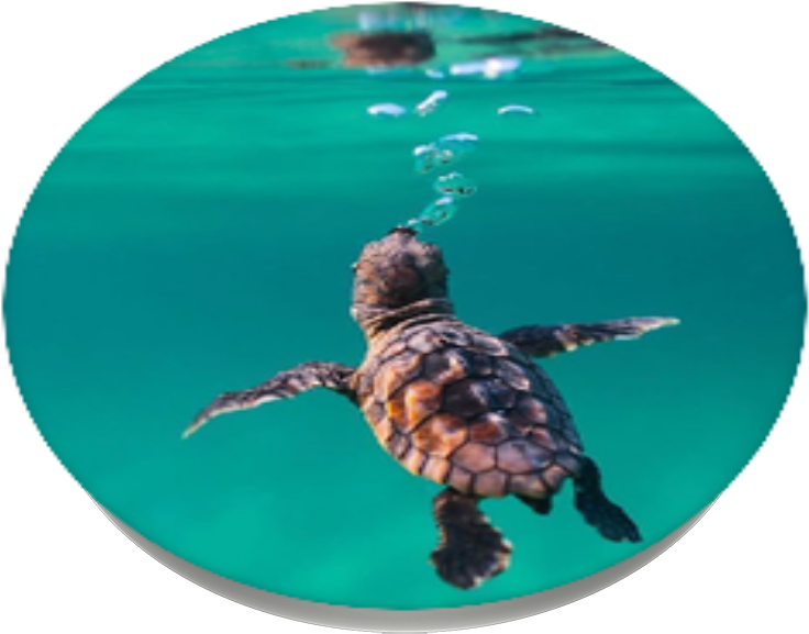 Baby Sea Turtle, Popsockets - Green Sea Turtle Clipart (989x1000), Png Download