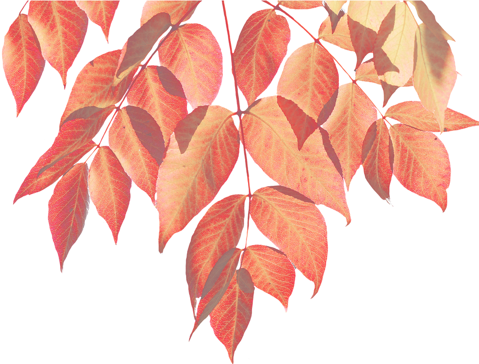 Canvas Print Leaf Autumn Nature Colorful Leaf Png Leaves - Fall Watercolor Leaves Png Clipart (960x720), Png Download