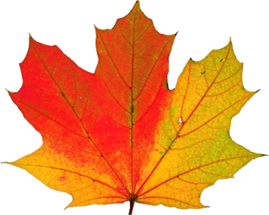 Download Png Image Report - Maple Leaf Changing Color Clipart (1023x737), Png Download