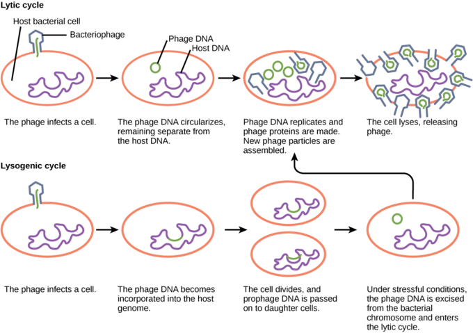 Image - Does Bacteria Cause Disease Diagram Clipart (680x479), Png Download