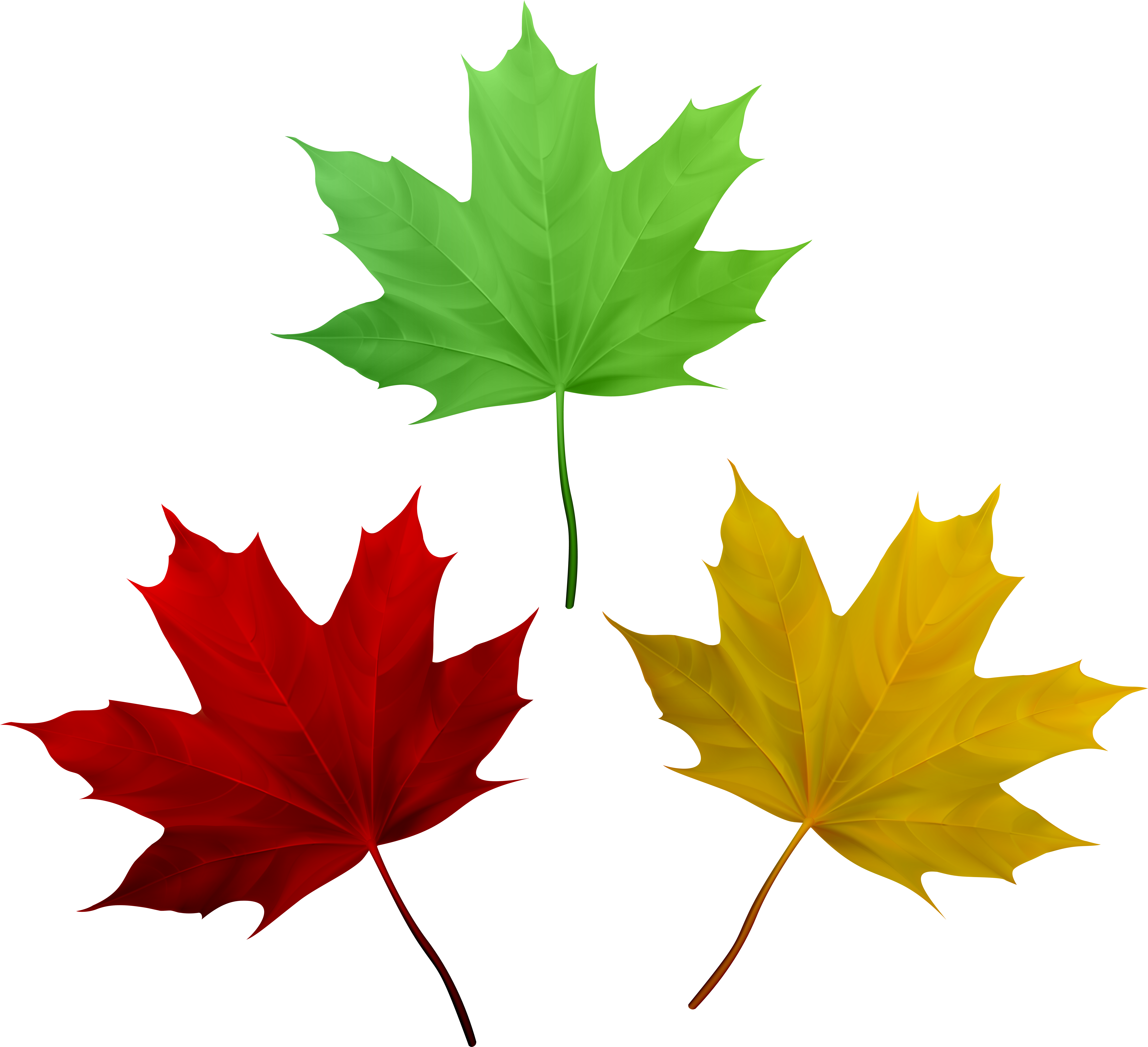 Free Png Download Fall Leaves Set Clipart Png Photo - Maple Leaf Transparent Png (850x775), Png Download