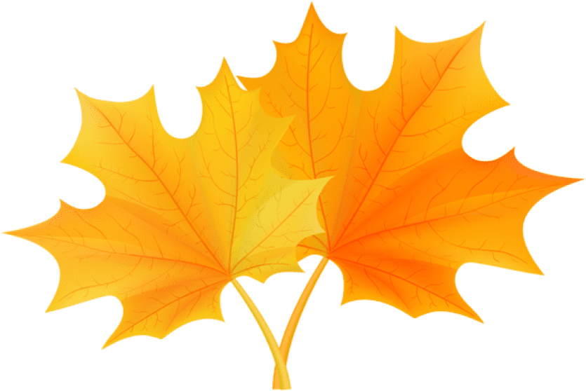 Free Png Download Fall Leaves Png Clipart Png Photo - Laurier University Leaf Transparent Png (850x566), Png Download