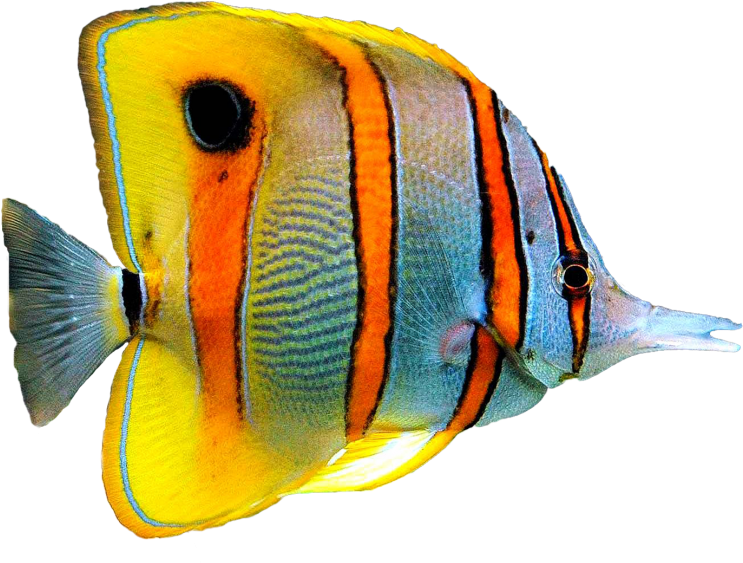 Goldfish - Морская Рыба Пнг Clipart (866x650), Png Download