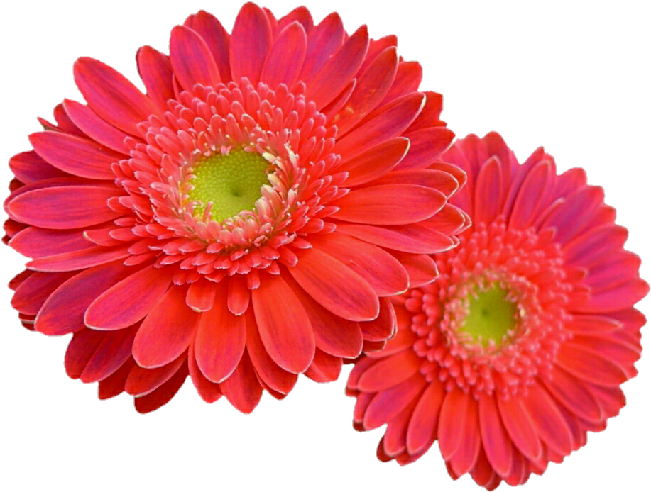 930 X 716 8 - Gerbera Daisies Png Clipart (930x716), Png Download