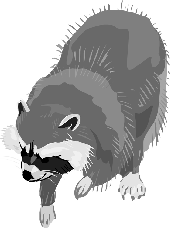 Free Raccoon Clipart - Clip Art Raccoon Transparent - Png Download (563x750), Png Download
