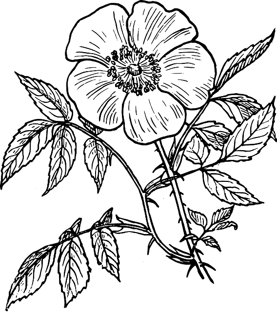 White Flower Clipart File - Line Art Drawings Flowers - Png Download (568x640), Png Download