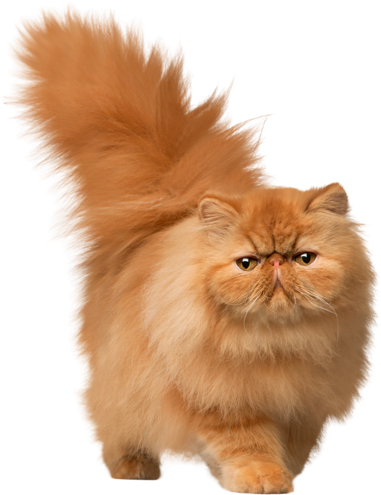 Cat Png Images - Cat Png Clipart (819x1024), Png Download