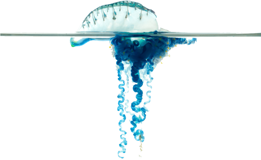 Free Png Blue Bottle Jellyfish S Png Images Transparent - Bluebottle Jellyfish Art Clipart (850x638), Png Download