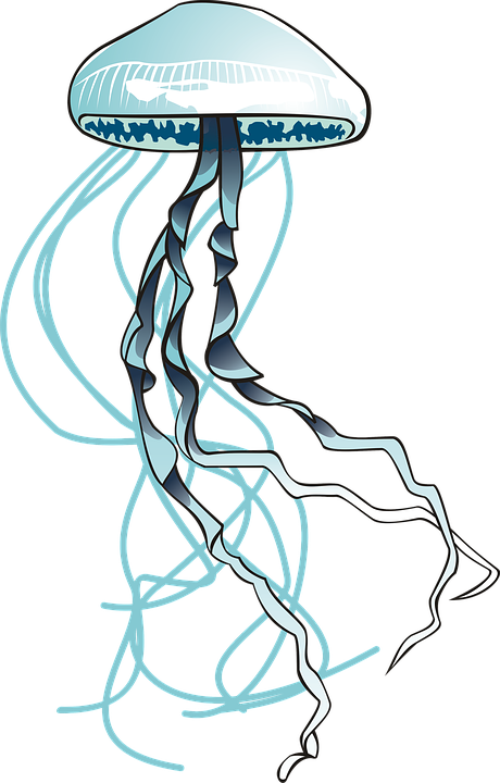 Jellyfish, Sea, Ocean, Water, Filaments, Urticant - Meduse Png Clipart (460x720), Png Download