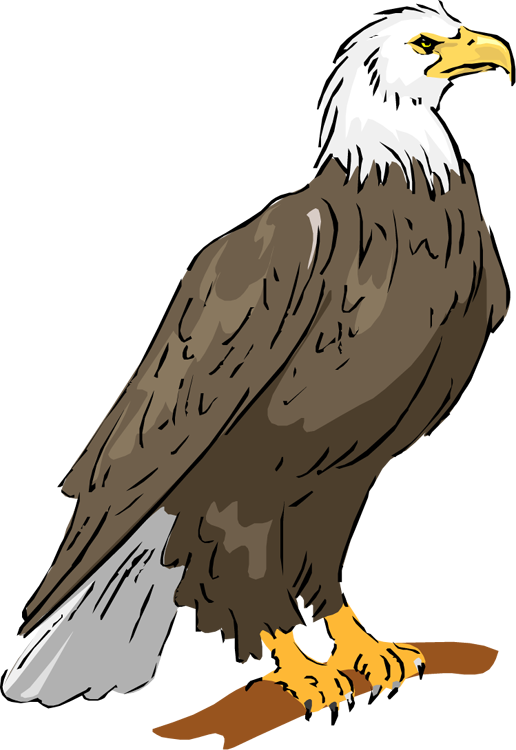 Library Bald Clipartix - Eagle Clipart - Png Download (516x750), Png Download