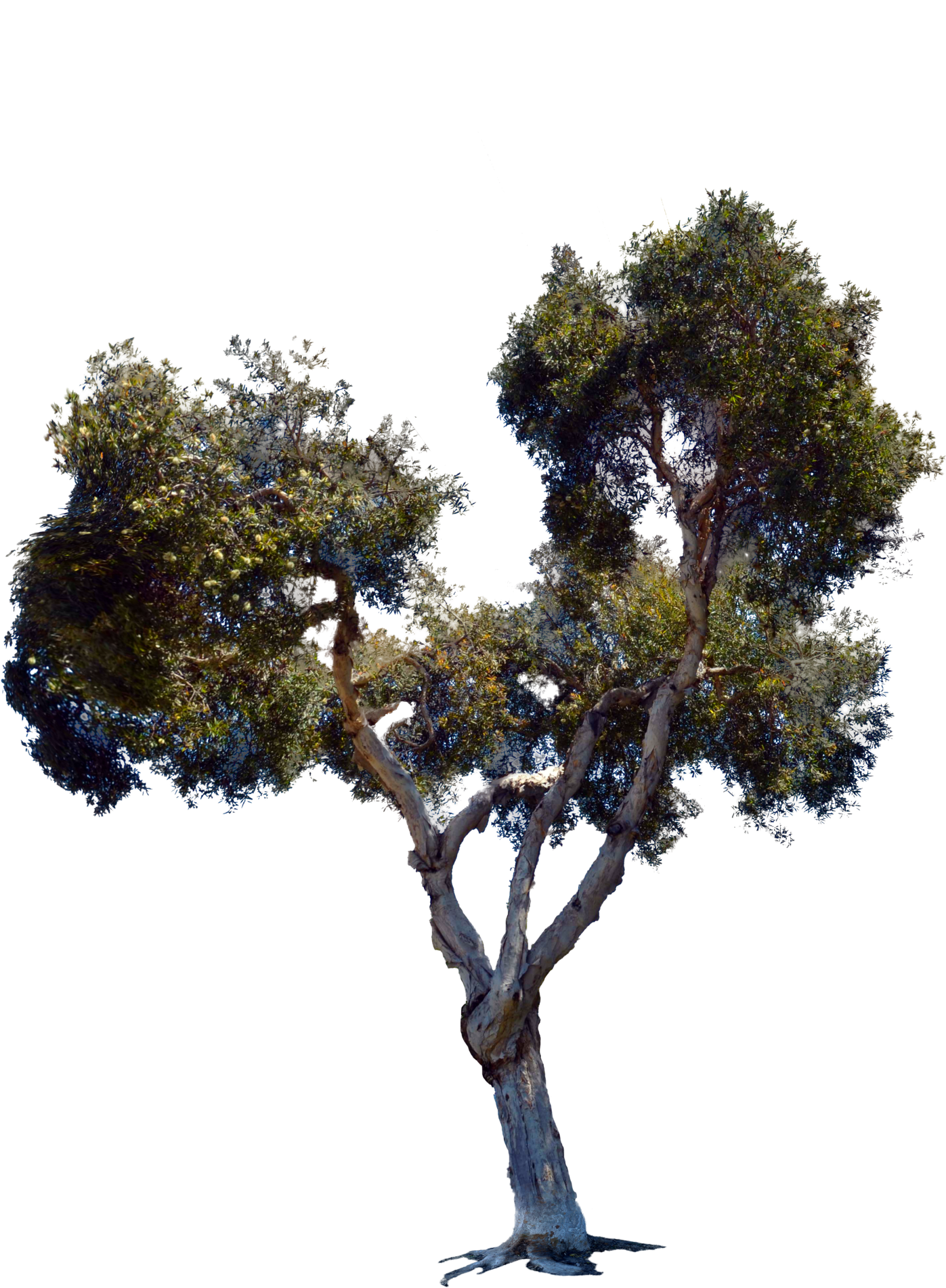 3 Kbyte, Interesting - Oak Clipart (1600x2416), Png Download