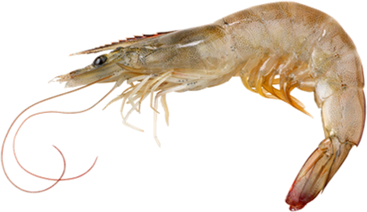 Picture Of Vannamei Prawn - Vannamei Shrimp Clipart (870x435), Png Download